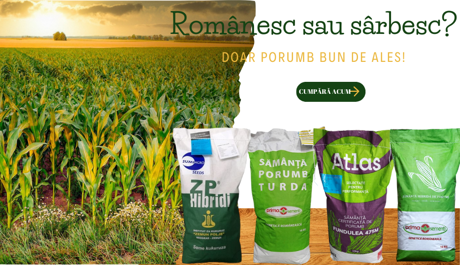 Seminte porumb